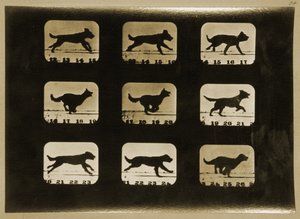 Dogs Running、「Animal Locomotion」シリーズ、1881年 作： Eadweard Muybridge